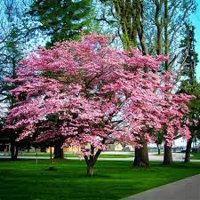 We did not find results for: Types Of Dogwood Trees In Ontario Eastern Flowering Dogwood Point59 Ca Shefalitayal