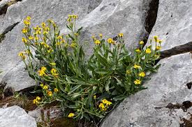 Image result for Senecio aetfatensis