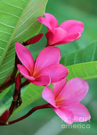 Ruby Red Frangipani By Sabrina L Ryan Plumeria Flowers Frangipani Beautiful Flowers