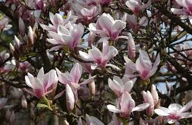 Image result for magnolia soulangeana