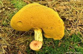 Image result for Boletus sp.