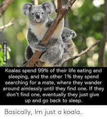 Koalas Spend 99 Of Their Life Eating And Sleeping And The Other 1 They Spend Searching For A Mate Where They Wander Around Aimlessly Until They Find One If They Don T Find