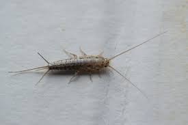 Silberfische in der wohnung sollten immer ein alarmsignal sein, denn wo silberfische sind, ist deshalb sind silberfische ein indiz dafür, dass es zumindest an einigen stellen der wohnung feucht. Silberfische Bekampfen Silberfischchen Ganz Leicht Loswerden The Intelligence