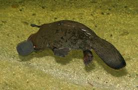 The Platypus From Australia Is Among Nature S Most Unlikely Animals In Fact The First Scientists To Examine A Specimen Beli Platypus Animals Deadly Animals