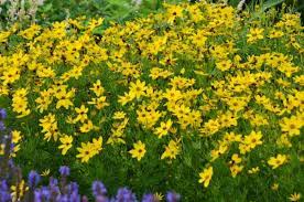 This makes the plant very versatile, smaller. Coreopsis Verticillata Zagreb Threadleaf Coreopsis