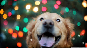 Antkondnm golden retriever christmas stocking classic personalized large stockings,xmas character for family holiday christmas party decorations. Wallpaper Lights Colorful Animals Nose Christmas Bokeh Labrador Retriever Christmas Decoration Dog Like Mammal Golden Retriever 1920x1080 Bossfinal4srat 152996 Hd Wallpapers Wallhere