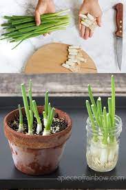 Regrow Green Onions Scallions From Kitchen Scraps 2 Ways Regrow Green Onions Growing Spring Onions Green Onions Growing