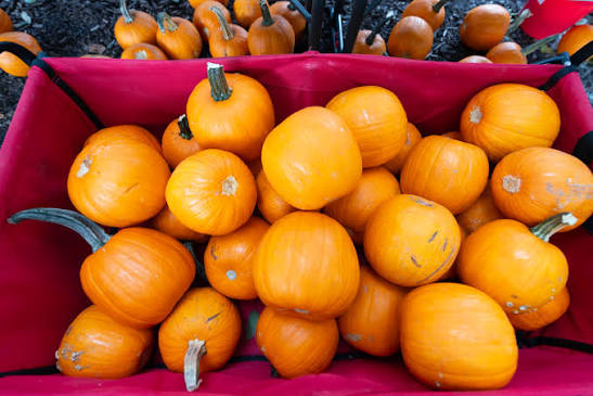 🍂🎃 Fall into Fun at the Riverwalk Fall Festival! 🎃🍂 The 9th Annual  Riverwalk Fall Festival is just around the corner — happening Saturday,  October 18th from 12–4 PM at Esplanade Park.