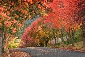 It is the administrative centre for the northern tablelands region. Rob Heyman Portraits Armidale New South Wales Scenery