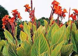 Canna Lily Bulbs Pretoria Spring Flower Bulbs Eden Brothers Canna Flower Flowers Perennials Perennial Bulbs
