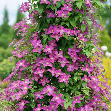 Clematis flower at different times during the summer. Jolly Good Clematis Spring Meadow Wholesale Liners Spring Meadow Nursery