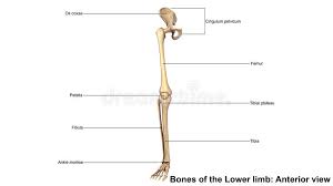 Pelvic girdle and lower limb. 240 Tibia Fibula Leg Bones Photos Free Royalty Free Stock Photos From Dreamstime