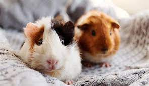 Pet beim führenden marktplatz für gebrauchtmaschinen kaufen. Guinea Pigs Sspca