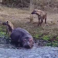 Horrifying Moment When a Hippo Becomes Hyena's Meal | Facebook