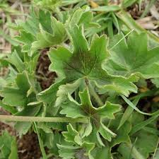 Image result for Pelargonium alchemilloides