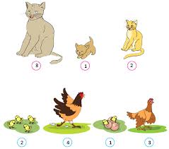 Tahapan Siklus Hidup Kucing Dan Ayam Gurune Net