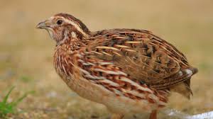 تضع الأنثى بيضتها الأولى خلال أسبوع بعد التّزاوج تقريباً، وتتبعُها أخرى خلال. Ù…ØªÙ‰ ÙŠØ¨ÙŠØ¶ Ø§Ù„Ø³Ù…Ø§Ù† Ùˆ ÙƒÙ… ÙŠÙˆÙ… ÙŠÙÙ‚Ø³ Ø§Ù„Ù…Ø±Ø³Ø§Ù„