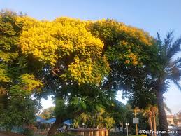 Image result for Peltophorum africanum