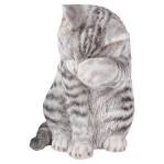 American Shorthair Kittens | American Shorthair Breeders