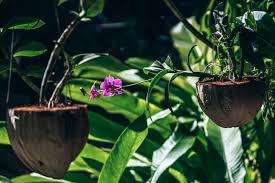 Collection by cheap flowers online. 32 Free Stock Pictures Of Flowers Fancycrave