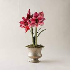 Pin By Tyler Hicks On Home Flower Decorations Faux Flowers Amaryllis