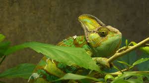Tiere free online jigsaw puzzles on thejigsawpuzzles.com. Jemenchamaleon Haltung Und Pflege Terraristik Shop