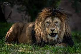 The Barbary Lion Panthera Leo Leo Panthera Leo Panthera Lion