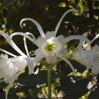 Image result for Ismene narcissiflora
