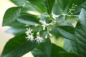 Image result for Vernonia amygdalina