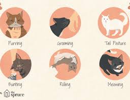Understanding Cat Language And Signals