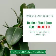 I've spent a lot of time documenting my own experiences and also surveyed my large instagram whatever your rubber plant problems or woes are, you will find it here. Rubber Plant Ficus Elastica 8 Exceptional Rubber Plant Benefits Gardening Zeal