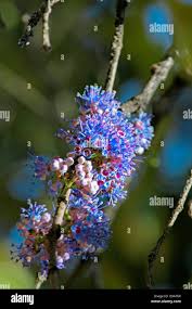 Image result for Memecylon myrianthum