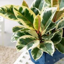 Image result for Ficus variifolia