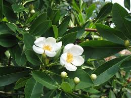 Image result for Lasianthus