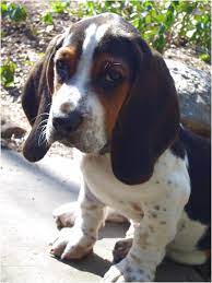 The purpose of the rescue is to. Basset Hound Beagle Mix Puppies For Sale In Michigan