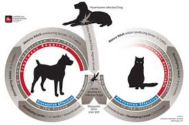 Heartworm In Cats American Heartworm Society