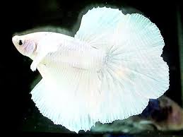 Pin On Fish