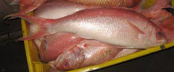 We did not find results for: Iranun Of Sabah Dictionary Ikan Pakir