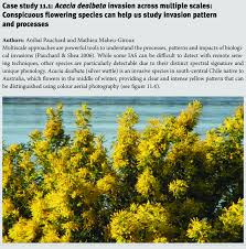 Image result for Acacia dealbata