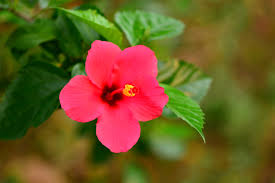 Benda ni aku rajin buat time keje kat apa2 pan just nk share ngn korang je.tapi kebaikan daun bunga raya ni rasanya semua da tau antaranya. Tanaman Hias Berbunga Indah Kembang Sepatu Bunga Raya Bebaru Hibiscus Hibiscus Rosasinensis Planter And Forester