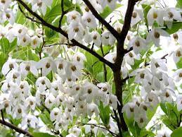 Japanese Snowdrop Styrax Japonicus White 20 Seeds Flowering Trees Ornamental Trees Trees To Plant