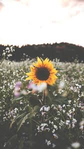 Customize and personalise your desktop, mobile phone and tablet with these free wallpapers! 12 Super Pretty Sunflower Iphone Wallpapers Preppy Wallpapers
