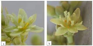 Nama tumbuhan obat dan nama latin. Mengenal Tipe Pembungaan Alpukat