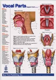 vocal parts pharynx larynx anatomical chart speech language pathology visual double sided card for vocal folds and the larynx slp singing