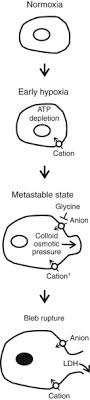 Maybe you would like to learn more about one of these? Cell Swelling An Overview Sciencedirect Topics