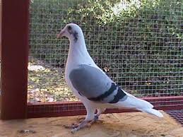 Agar merpati mengetahui kandang atau rumah barunya. 13 Jenis Merpati Pos Yang Legendaris Sepanjang Masa