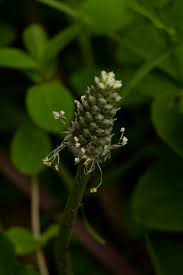 Image result for Plantago palmata