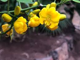 Image result for Senna bicapsularis