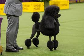 Facts About The Standard Poodle Dog Breed