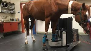 Give me a copper (ire) 11 10 4 done, ferguson, mason, nicholls & wood paul. Uc Davis Successfully Performs First Scans With Pet System Specifically Designed For Racehorses School Of Veterinary Medicine